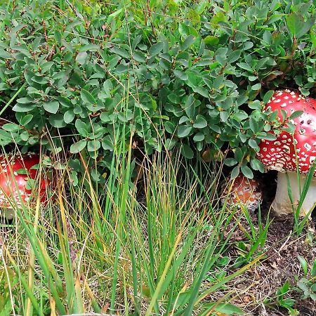 דירות Le Balze Di Carisolo, Trilocale Con Giardino מראה חיצוני תמונה