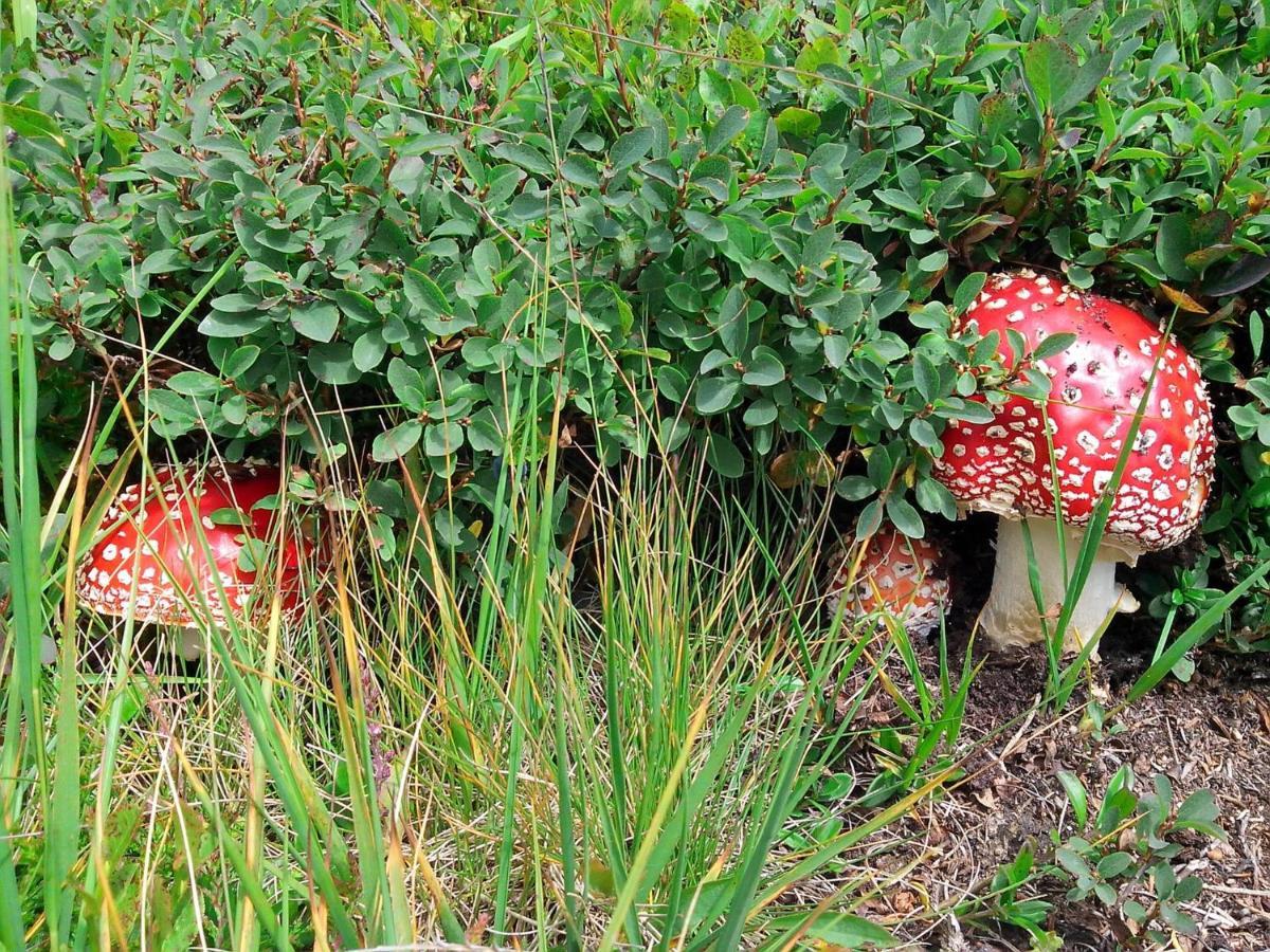 דירות Le Balze Di Carisolo, Trilocale Con Giardino מראה חיצוני תמונה